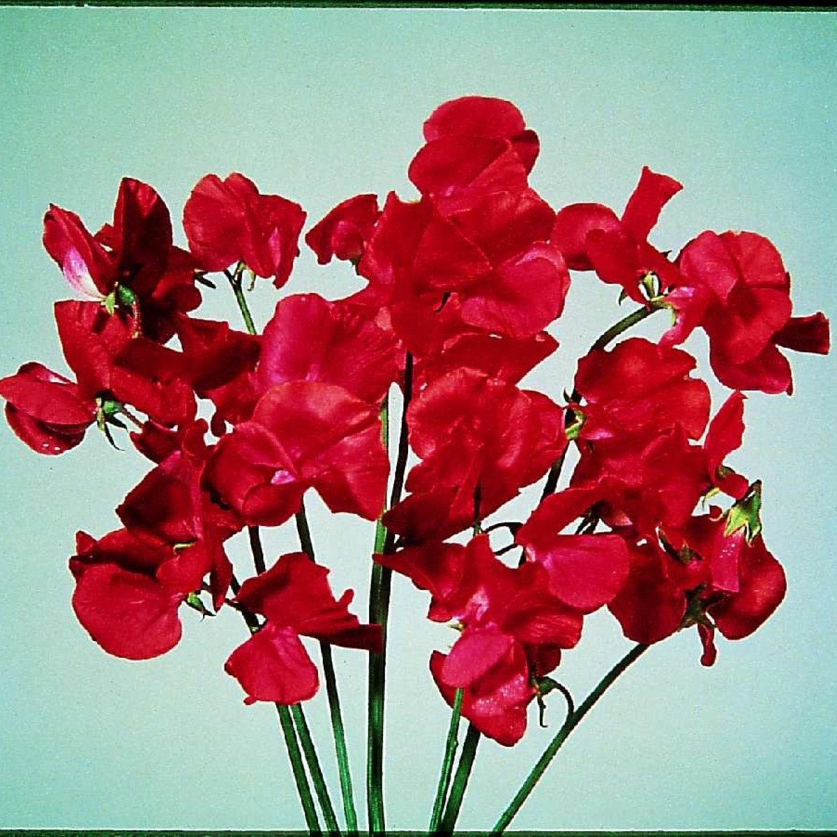 Hrachor Elegance Scarlet - Lathyrus odoratus - semena - 20 ks