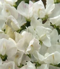 Hrachor Spencer Royal Wedding - Lathyrus odoratus - semena - 20 ks