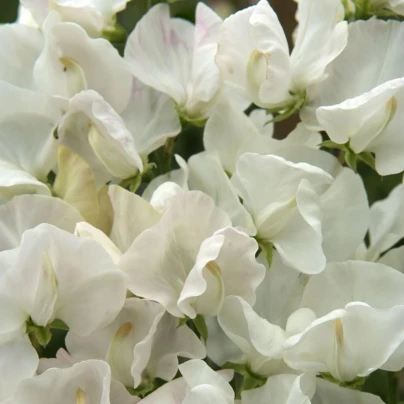 Hrachor Spencer Royal Wedding - Lathyrus odoratus - semena - 20 ks