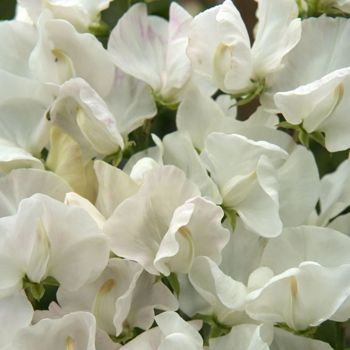 Hrachor Spencer Royal Wedding - Lathyrus odoratus - semena - 20 ks