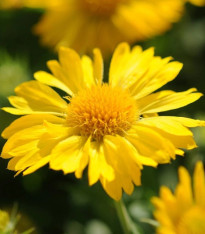 Kokarda velkokvětá Mesa Yellow - Gaillardia grandiflora - semena - 10 ks