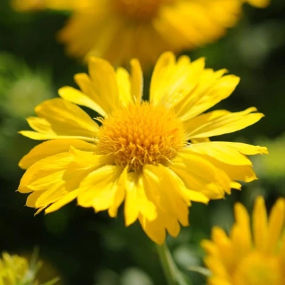 Kokarda velkokvětá Mesa Yellow - Gaillardia grandiflora - semena - 10 ks