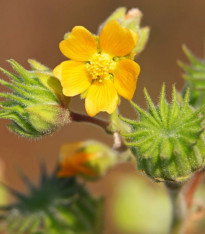 Mračňák Theophrastův - Abutilon theophrasti - semena - 40 ks