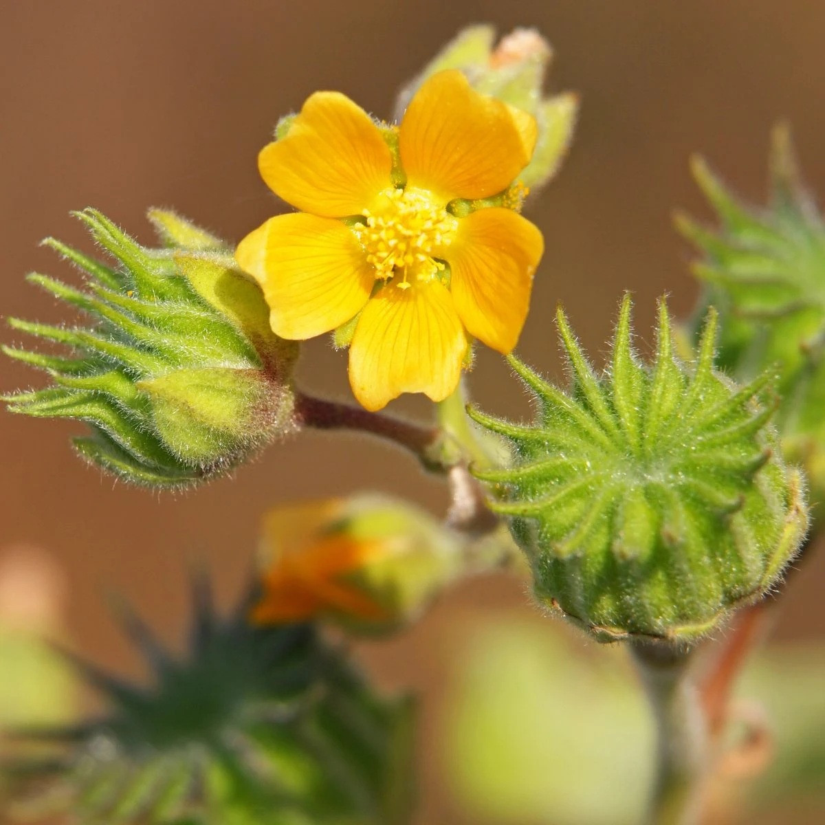 Mračňák Theophrastův - Abutilon theophrasti - semena - 40 ks