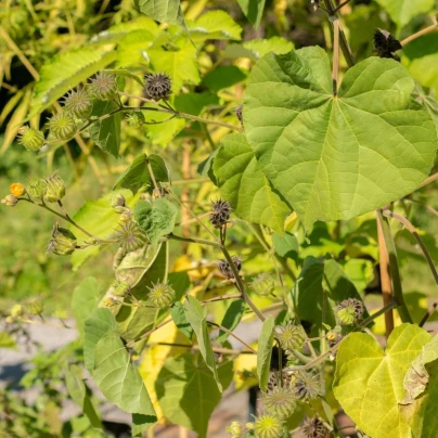 Mračňák Theophrastův - Abutilon theophrasti - semena - 40 ks