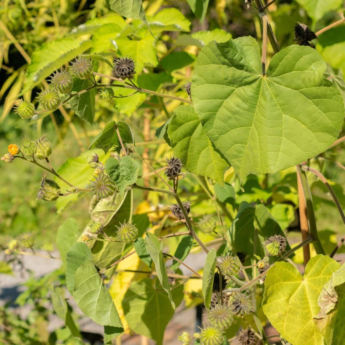 Mračňák Theophrastův - Abutilon theophrasti - semena - 40 ks