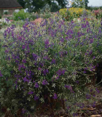 Stračka Blue Cloud - Delphinium consolida - semena - 50 ks