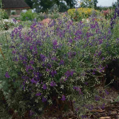 Stračka Blue Cloud - Delphinium consolida - semena - 50 ks