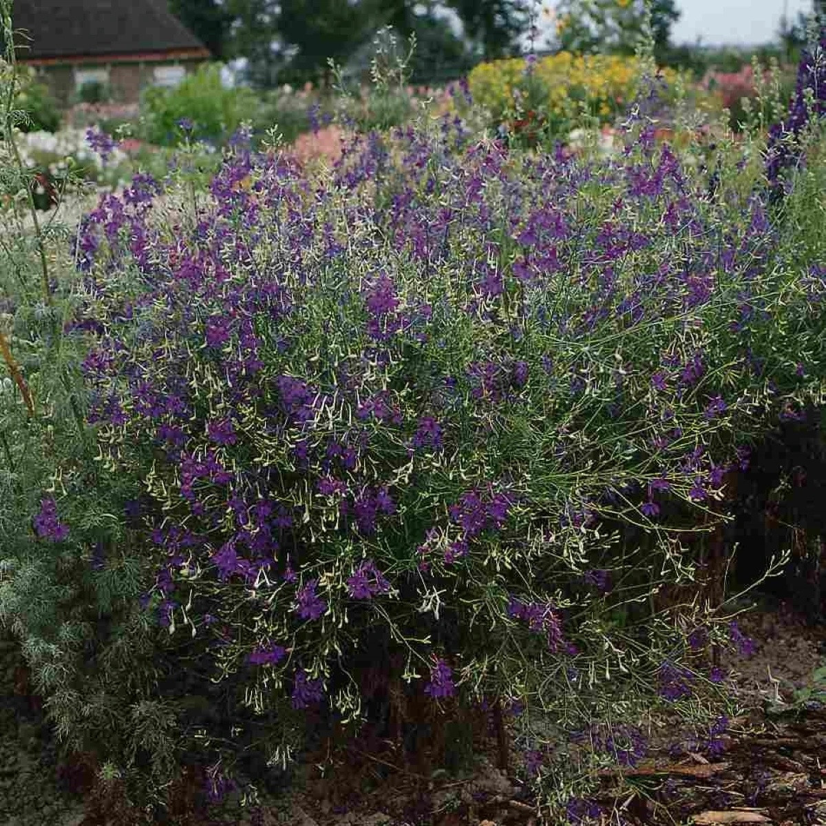Stračka Blue Cloud - Delphinium consolida - semena - 50 ks