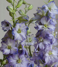 Stračka Fancy Purple Picotee - Delphinium consolida - semena - 50 ks