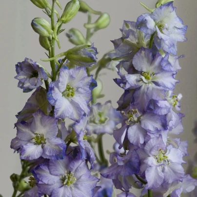 Stračka Fancy Purple Picotee - Delphinium consolida - semena - 50 ks