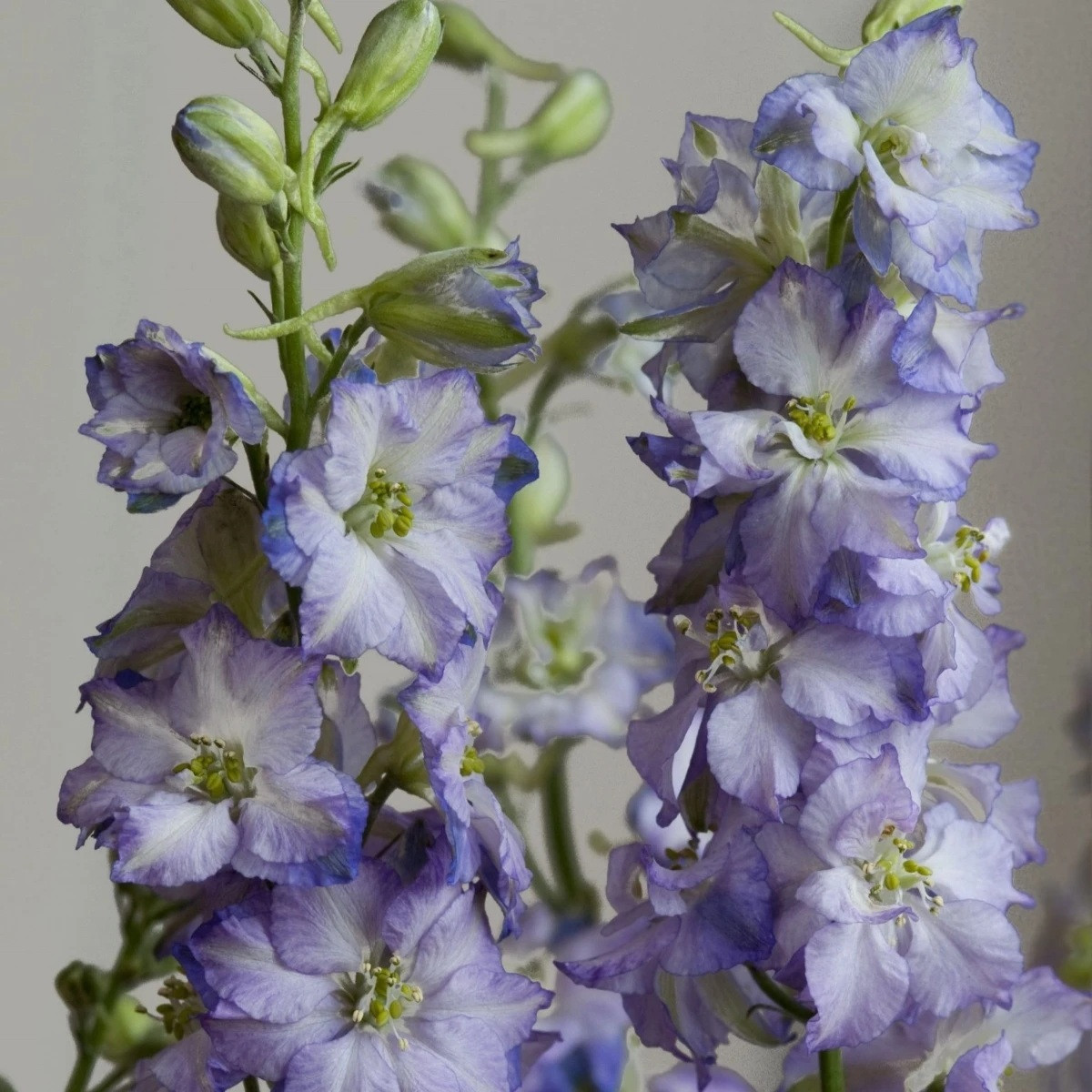 Stračka Fancy Purple Picotee - Delphinium consolida - semena - 50 ks