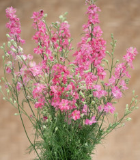 Stračka King Size Scarlet - Delphinium consolida - semena - 50 ks