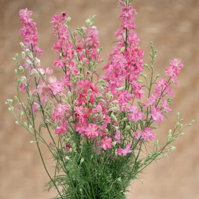 Stračka King Size Scarlet - Delphinium consolida - semena - 50 ks