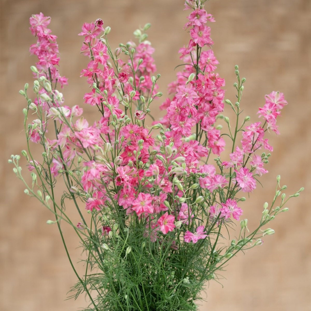 Stračka King Size Scarlet - Delphinium consolida - semena - 50 ks