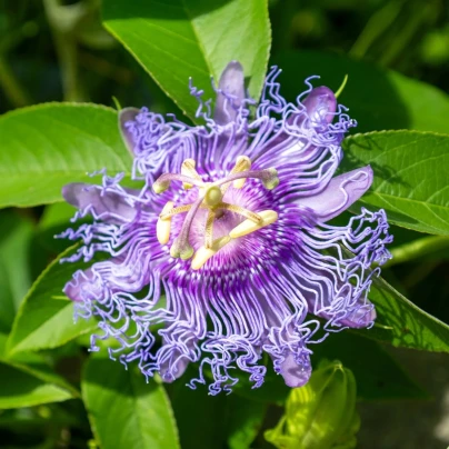 Mučenka pletní - Passiflora incarnata - semena - 4 ks
