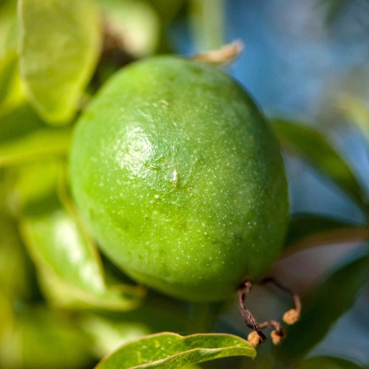 Semena mučenky – Mučenka pletní - Passiflora incarnata
