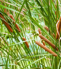Orobinec úzkolistý - Typha angustifolia - semena orobince - 15 ks