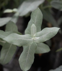 Eukalyptus globulus Styx - Blahovičník - Eucalyptus globulus - semena - 6 ks