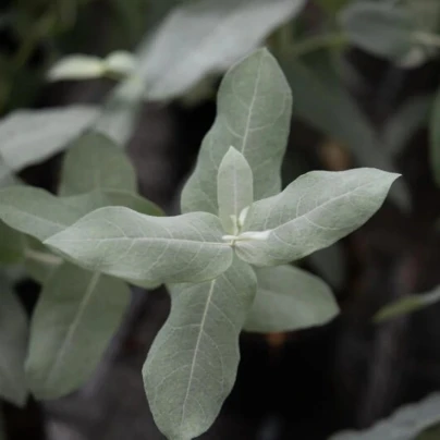 Eukalyptus globulus Styx - Blahovičník - Eucalyptus globulus - semena - 6 ks