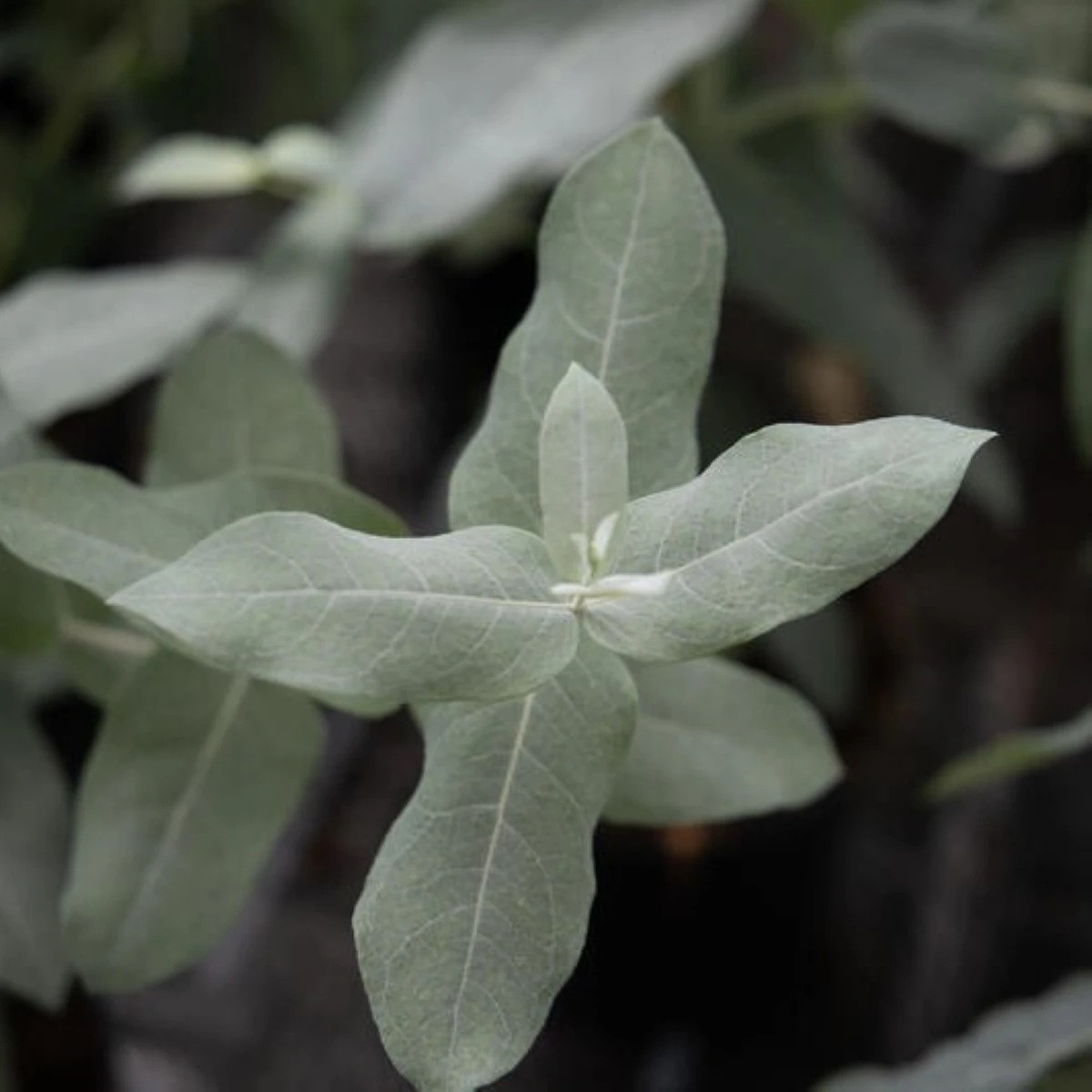 Eukalyptus globulus Styx - Blahovičník - Eucalyptus globulus - semena - 6 ks