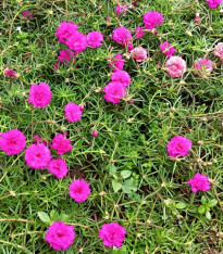 Šrucha zlatá Sundial Fuchsia F1 - Portulaca grandiflora - semena - 80 ks
