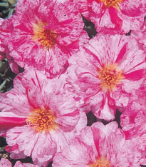 Šrucha zlatá Sundial Peppermint F1 - Portulaca grandiflora - semena - 80 ks