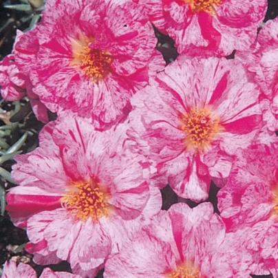 Šrucha zlatá Sundial Peppermint F1 - Portulaca grandiflora - semena - 80 ks