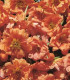 Šrucha zlatá Sundial Tangerine F1 - Portulaca grandiflora - semena - 80 ks