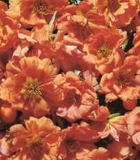 Šrucha zlatá Sundial Tangerine F1 - Portulaca grandiflora - semena - 80 ks
