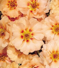 Šrucha zlatá Sundial Mango F1 - Portulaca grandiflora - semena - 80 ks