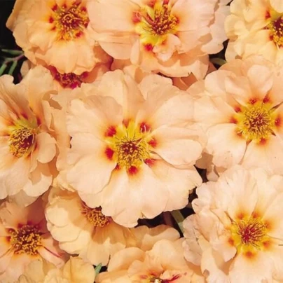 Šrucha zlatá Sundial Mango F1 - Portulaca grandiflora - semena - 80 ks