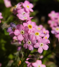 Poměnka lesní Rosylva - Myosotis sylvatica - semena - 60 ks