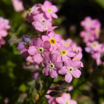 Poměnka lesní Rosylva - Myosotis sylvatica - semena - 60 ks
