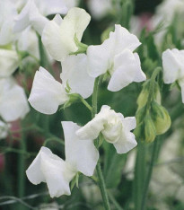 Hrachor Elegance White - Lathyrus odoratus - semena - 20 ks
