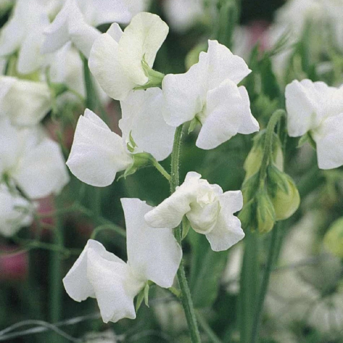 Hrachor Elegance White - Lathyrus odoratus - semena - 20 ks