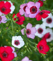 Len velkokvětý Tricolore - Linum grandiflorum - semena - 100 ks