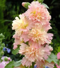 Topolovka růžová Spring Celebrities Apricot - Alcea rosea - semena - 10 ks