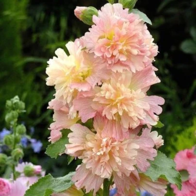 Topolovka růžová Spring Celebrities Apricot - Alcea rosea - semena - 10 ks