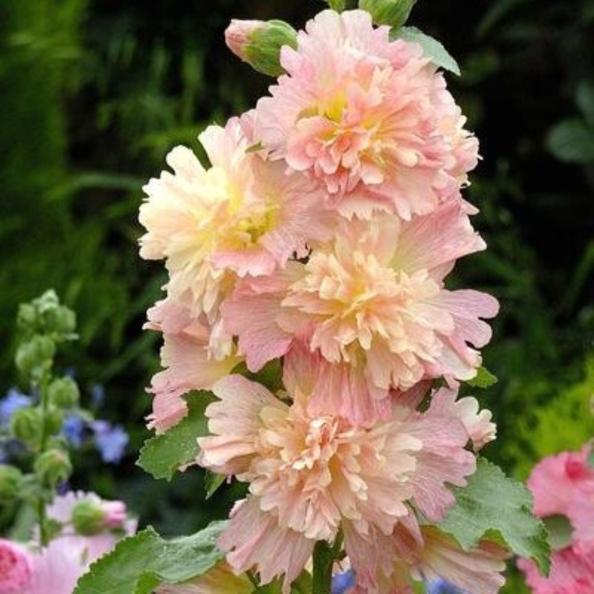 Topolovka růžová Spring Celebrities Apricot - Alcea rosea - semena - 10 ks