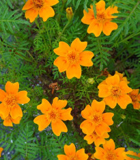Aksamitník drobnokvětý oranžový - Tagetes tenuifolia - semena - 0,2 g