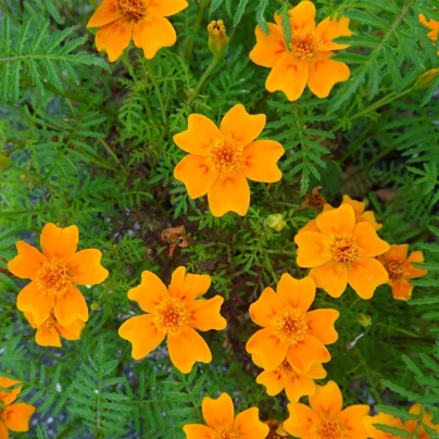 Aksamitník drobnokvětý oranžový - Tagetes tenuifolia - semena - 0,2 g