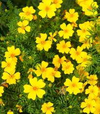 Aksamitník drobnokvětý žlutý - Tagetes tenuifolia - semena - 0,2 g