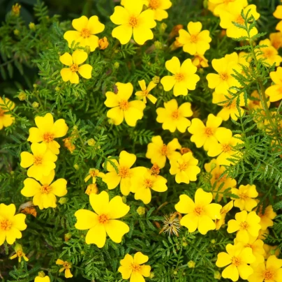Aksamitník drobnokvětý žlutý - Tagetes tenuifolia - semena - 0,2 g