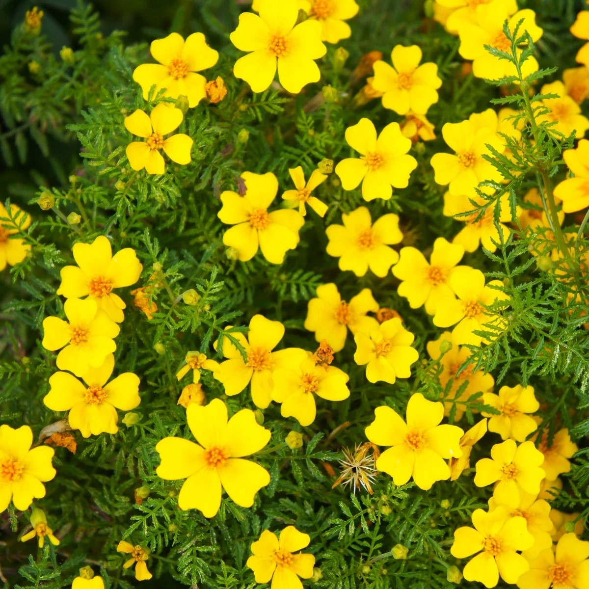 Aksamitník drobnokvětý žlutý - Tagetes tenuifolia - semena - 0,2 g