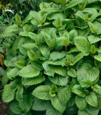 Meduňka Citra - Melissa officinalis - semena - 100 ks