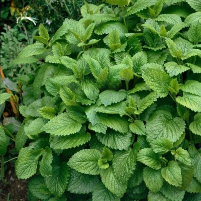 Meduňka Citra - Melissa officinalis - semena - 100 ks