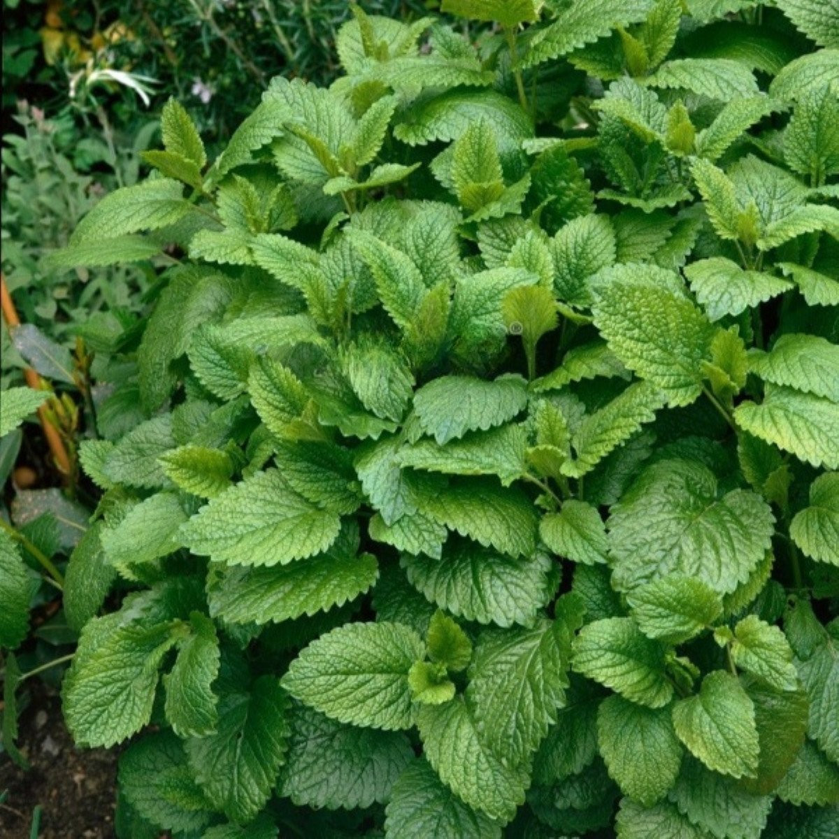 Meduňka Citra - Melissa officinalis - semena - 100 ks