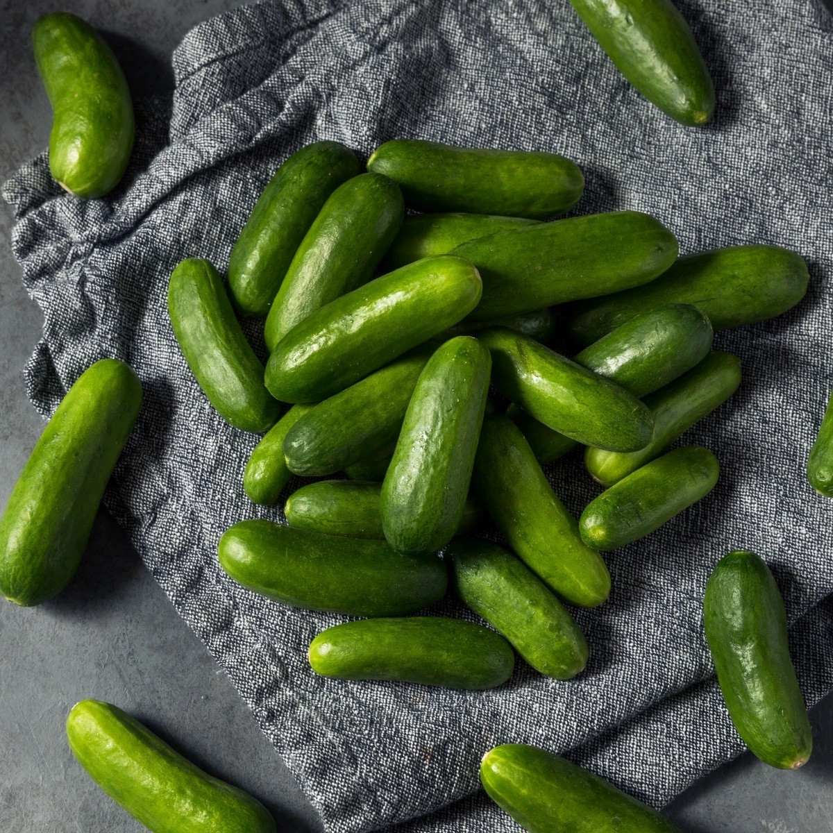 Okurka salátová Little Snack F1 - Cucumis sativus - semena - 8 ks