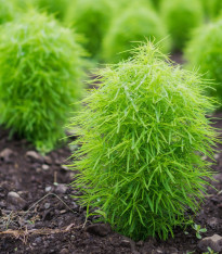 Cypřišek letní Kochie - Kochia scoparia - semena cypřišku - 200 ks